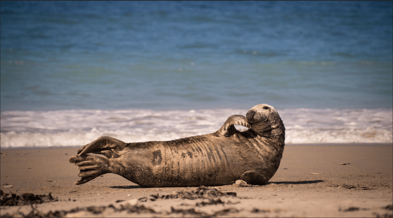 Seal image